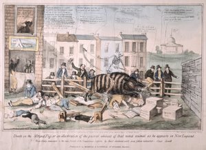 Death on the Striped Pig, 1839